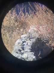 Trochalopteron variegatum