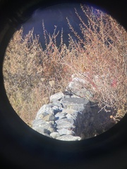 Trochalopteron variegatum