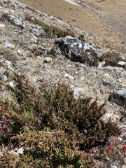 Juniperus indica