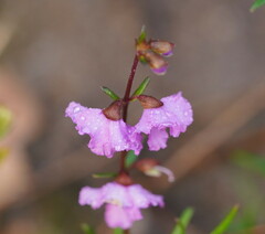 Prostanthera galbraithiae