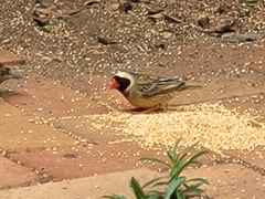 Quelea quelea lathamii