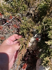 Juniperus indica