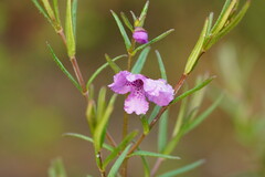 Prostanthera galbraithiae