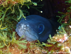 Conger conger