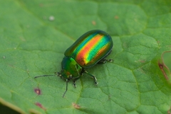 Oreina speciosa