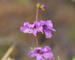 Prostanthera galbraithiae