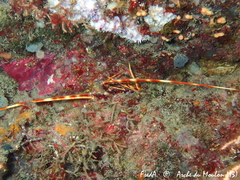 Palinurus elephas