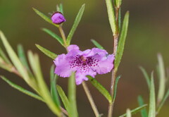 Prostanthera galbraithiae