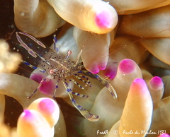 Periclimenes aegylios