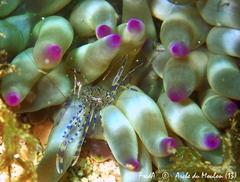 Periclimenes aegylios