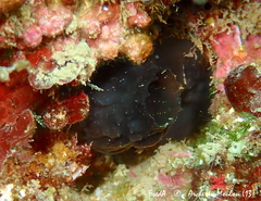 Phallusia fumigata
