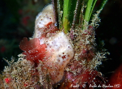 Polysyncraton lacazei