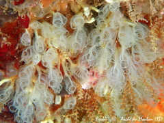 Pycnoclavella communis