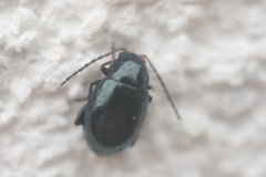 Aphthona