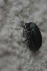 Aphthona
