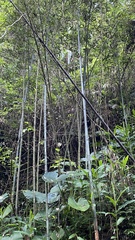 Bambusa oldhamii