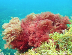 Sphaerococcus coronopifolius