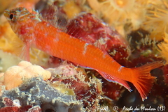 Tripterygion melanurus