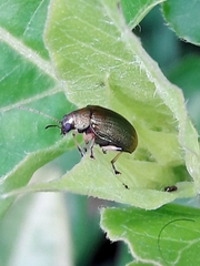 Colaspis