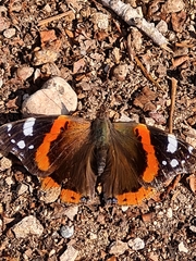 Vanessa atalanta atalanta
