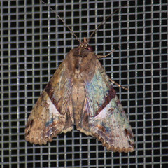 Stictopterinae