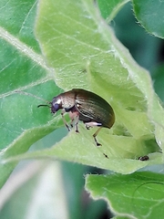 Colaspis