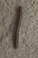 Brachyiulus