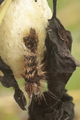 Acronicta rumicis