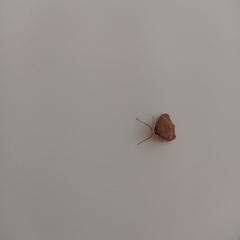 Uresiphita