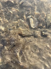 Batillaria australis