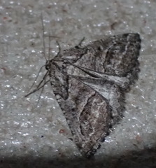 Hypotephrina