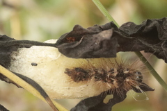 Acronicta rumicis