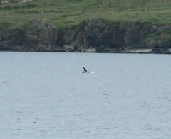 Lagenorhynchus albirostris