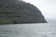 Lagenorhynchus albirostris