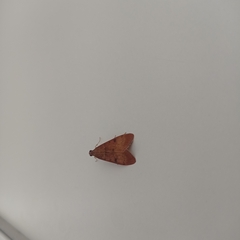 Uresiphita