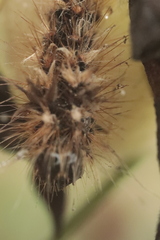 Acronicta rumicis
