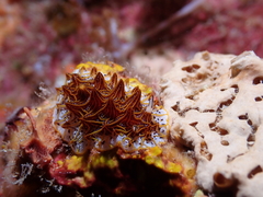 Halgerda tessellata