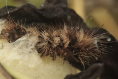 Acronicta rumicis