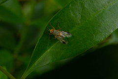 Pygophora apicalis