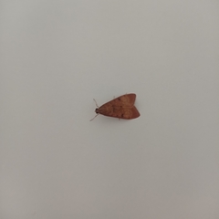 Uresiphita