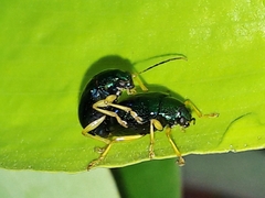 Colaspis