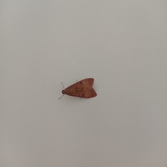 Uresiphita
