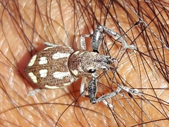 Naupactus bellus