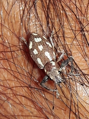 Naupactus bellus