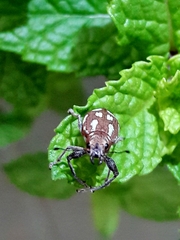 Naupactus bellus
