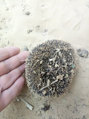 Paraechinus aethiopicus