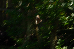 Euploea core corinna