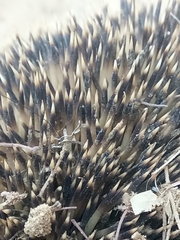 Paraechinus aethiopicus