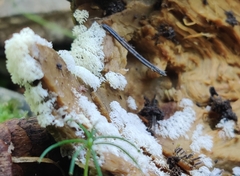 Ceratiomyxa fruticulosa