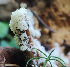 Ceratiomyxa fruticulosa